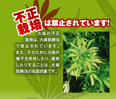 大麻取締法及び麻薬及び向精神薬取締法の一部を改正する法律